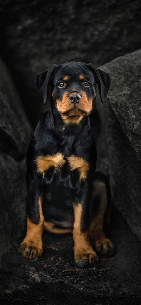 rottweiler iphone background.